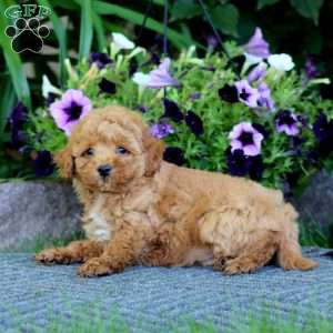 Milo, Havapoo Puppy