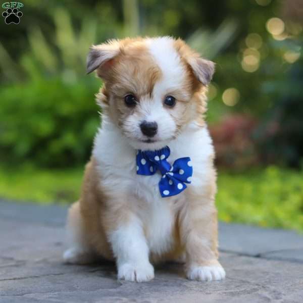 Milo, Miniature Australian Shepherd Mix Puppy