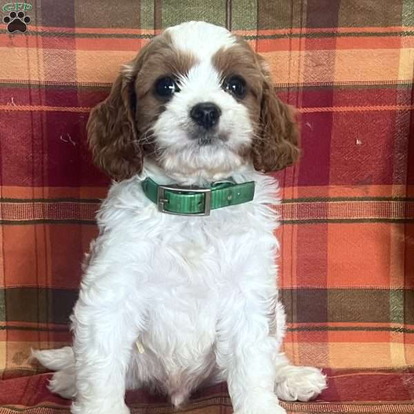 Milton, Cavapoo Puppy
