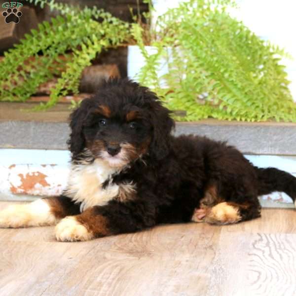 Mindy, Mini Bernedoodle Puppy