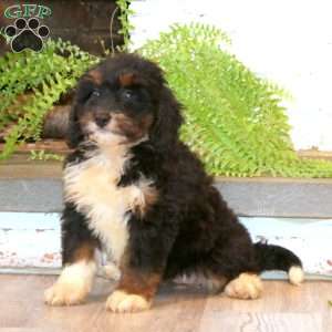 Mindy, Mini Bernedoodle Puppy
