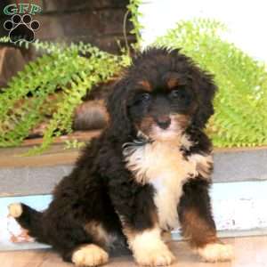 Mindy, Mini Bernedoodle Puppy