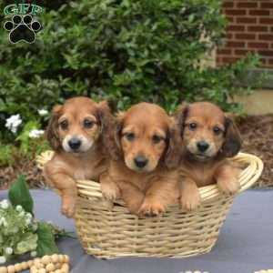 Monty – Mini, Dachshund Puppy