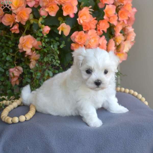 Minnie, Maltese Puppy