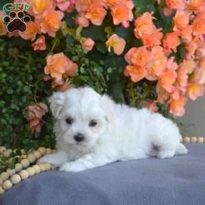 Minnie, Maltese Puppy