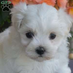 Minnie, Maltese Puppy