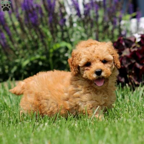 Miriam, Mini Goldendoodle Puppy
