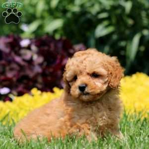 Miriam, Mini Goldendoodle Puppy