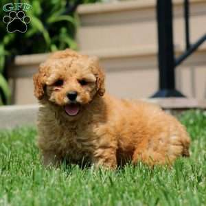 Miriam, Mini Goldendoodle Puppy