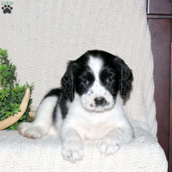 Mischief, English Springer Spaniel Puppy