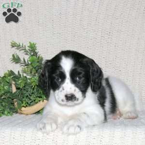 Mischief, English Springer Spaniel Puppy