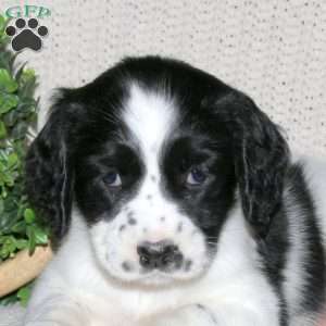 Mischief, English Springer Spaniel Puppy
