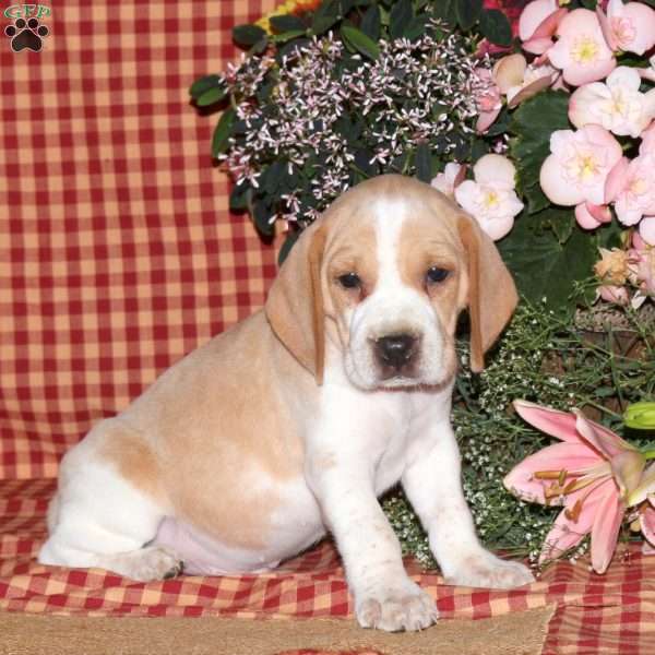 Mister, Beagle Puppy