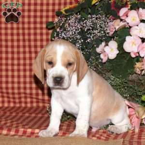 Mister, Beagle Puppy