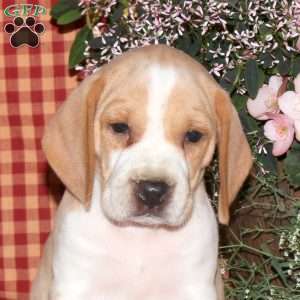 Mister, Beagle Puppy