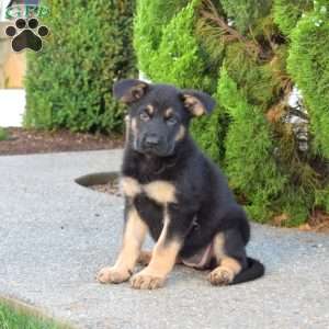 Misty, German Shepherd Puppy