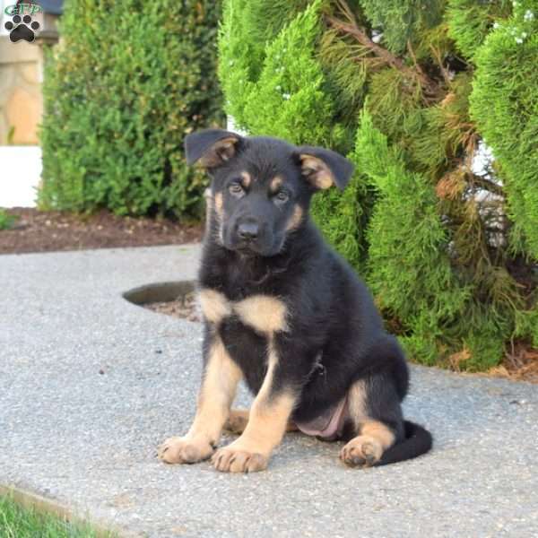 Misty, German Shepherd Puppy