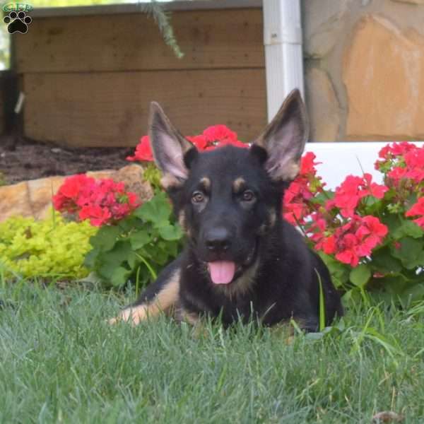 Misty, German Shepherd Puppy