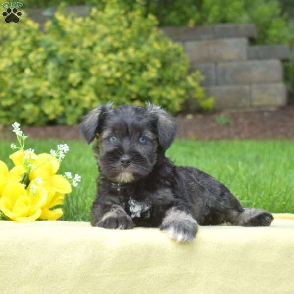 Misty, Miniature Schnauzer Puppy