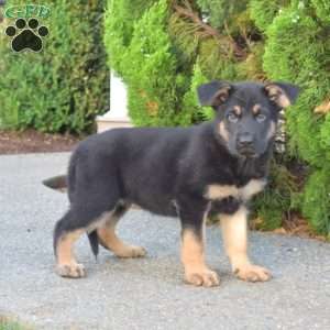 Misty, German Shepherd Puppy