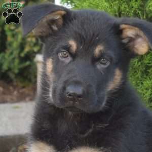 Misty, German Shepherd Puppy