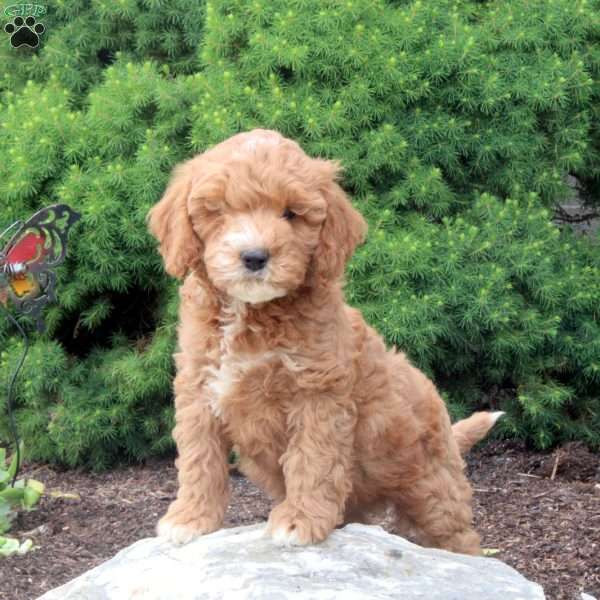 Mitch, Cockapoo Puppy