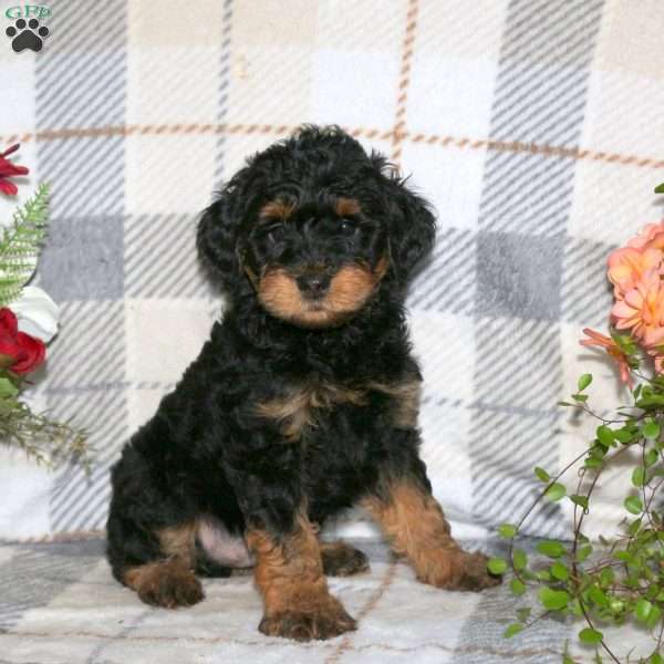 Mitch, Havapoo Puppy