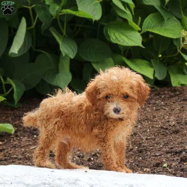 Mitch, Miniature Poodle Puppy