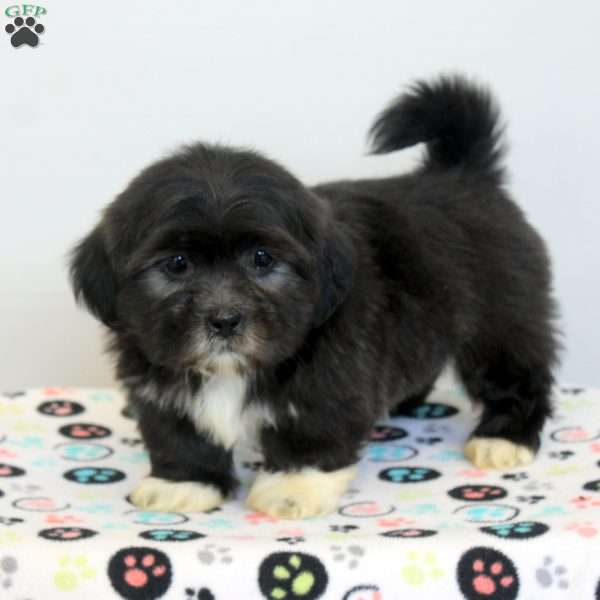 Mitch, Shih Tzu Puppy