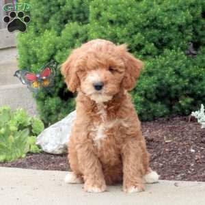 Mitch, Cockapoo Puppy