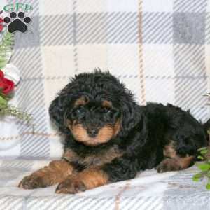 Mitch, Havapoo Puppy