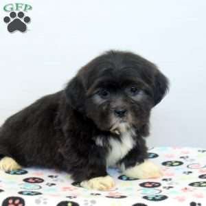 Mitch, Shih Tzu Puppy