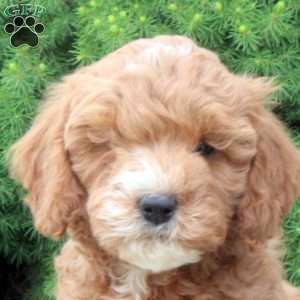 Mitch, Cockapoo Puppy