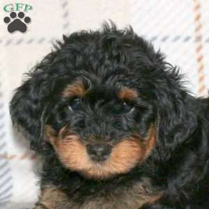 Mitch, Havapoo Puppy