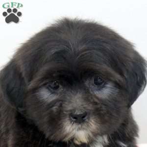 Mitch, Shih Tzu Puppy