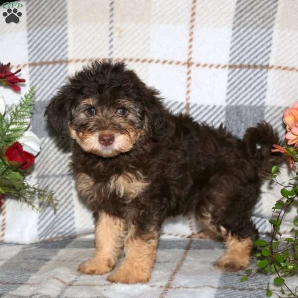 Mitzy, Havapoo Puppy
