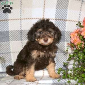 Mitzy, Havapoo Puppy