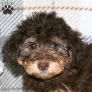 Mitzy, Havapoo Puppy