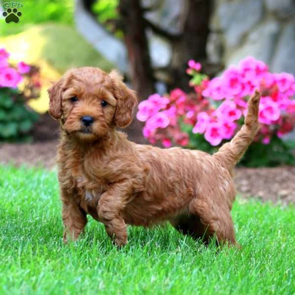Mitzy, Mini Goldendoodle Puppy