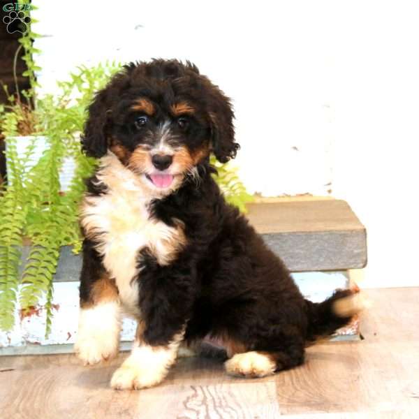 Mitzy, Mini Bernedoodle Puppy