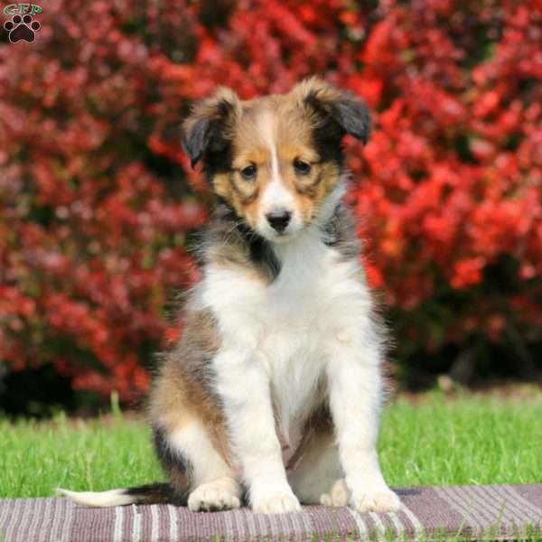 Mitzy, Sheltie Puppy