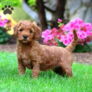 Mitzy, Mini Goldendoodle Puppy