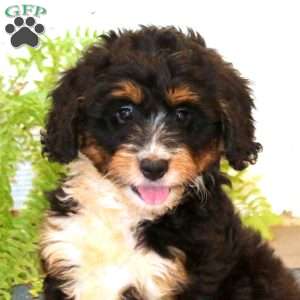 Mitzy, Mini Bernedoodle Puppy