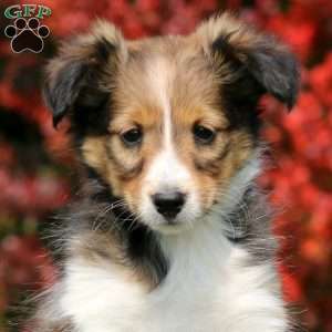 Mitzy, Sheltie Puppy