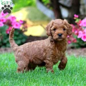 Mitzy, Mini Goldendoodle Puppy