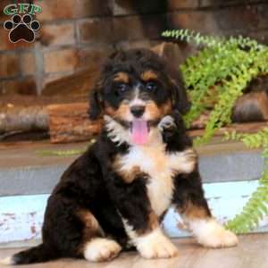 Mitzy, Mini Bernedoodle Puppy