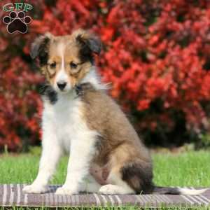 Mitzy, Sheltie Puppy