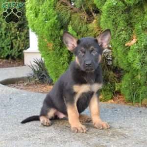 Mocha, German Shepherd Puppy