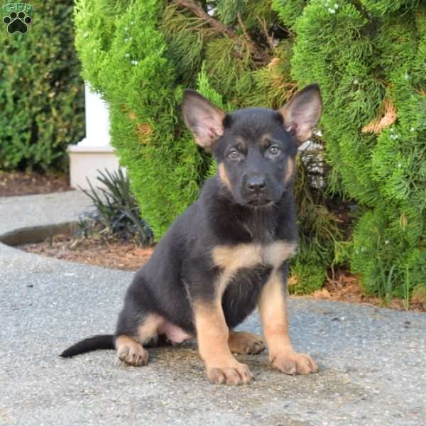 Mocha, German Shepherd Puppy