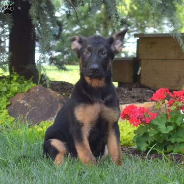 Mocha, German Shepherd Puppy